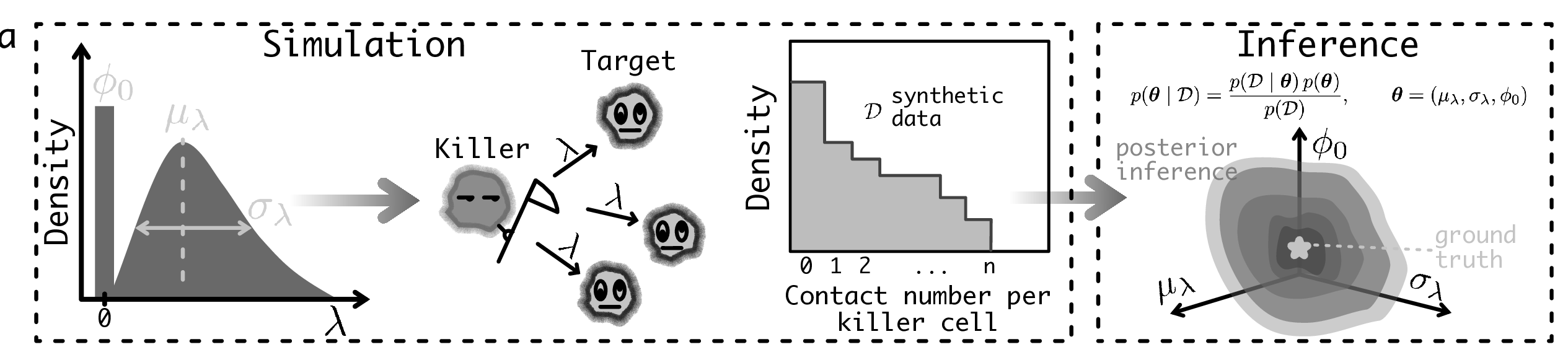 Cropped preliminary figure showing panel a from an unpublished Bayesian framework for cytotoxic lymphocyte-target cell interaction dynamics.