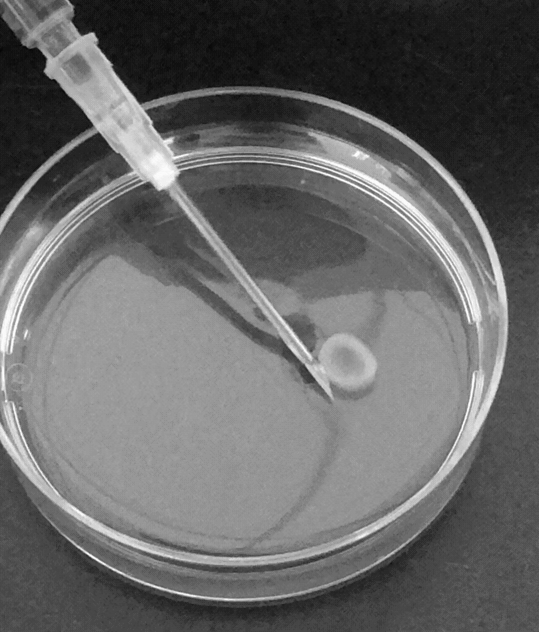 Left: Demonstration of a shape-memory hydrogel scaffold being compressed for injection and recovering its shape afterward.